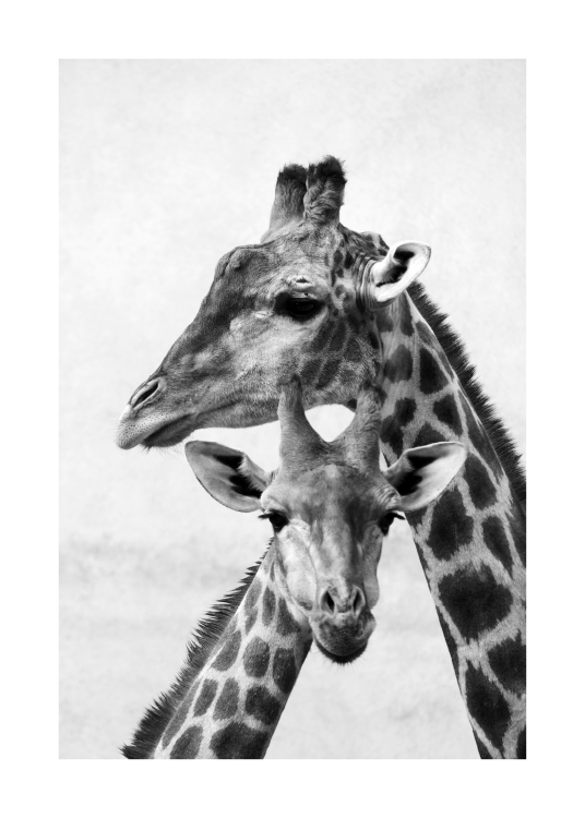  - Fotografia in bianco e nero di una giraffa e il suo cucciolo con le teste appoggiate l’una all’altro
