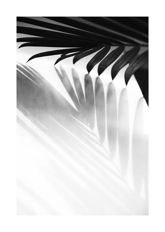  - Fotografia in bianco e nero dell'ombra di una foglia di palma