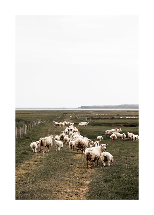 Icelandic Sheep Poster