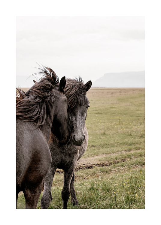  - Fotografia scattata in Islanda di due cavalli neri con le teste appoggiate l’uno all’altro