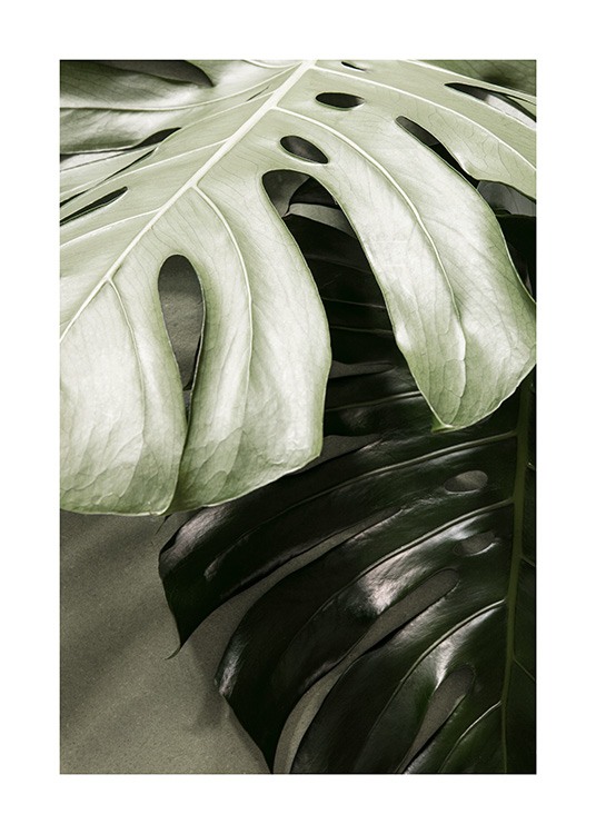  - Fotografia di due di foglie monstera, una verde chiaro e una verde scuro