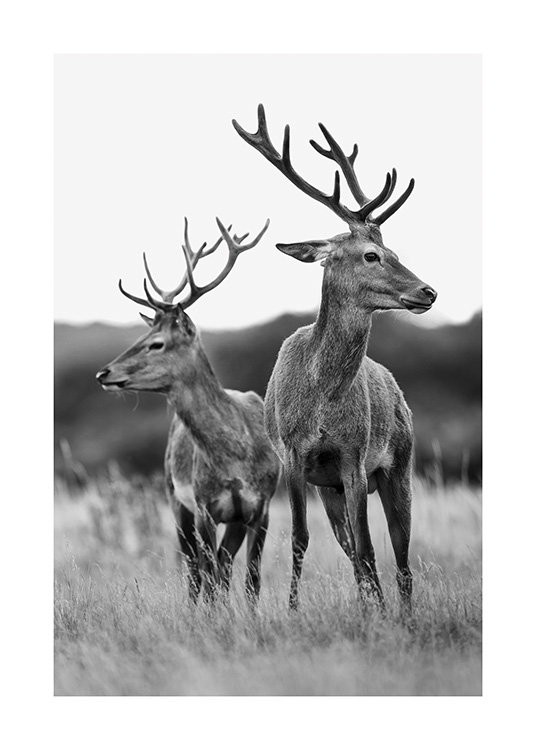Deer Friends Poster / Animali presso Desenio AB (13590)