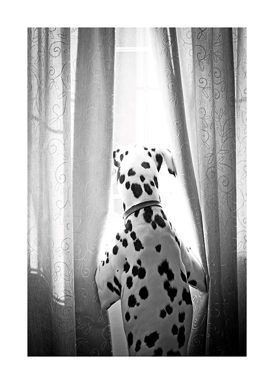 Dog in Window Poster / Animali domestici presso Desenio AB (13593)