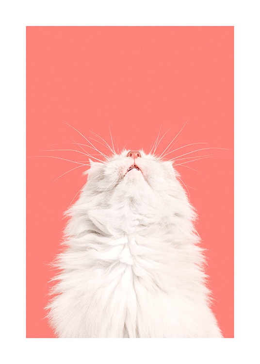 Fluffy Cat Poster / Animali domestici presso Desenio AB (13796)