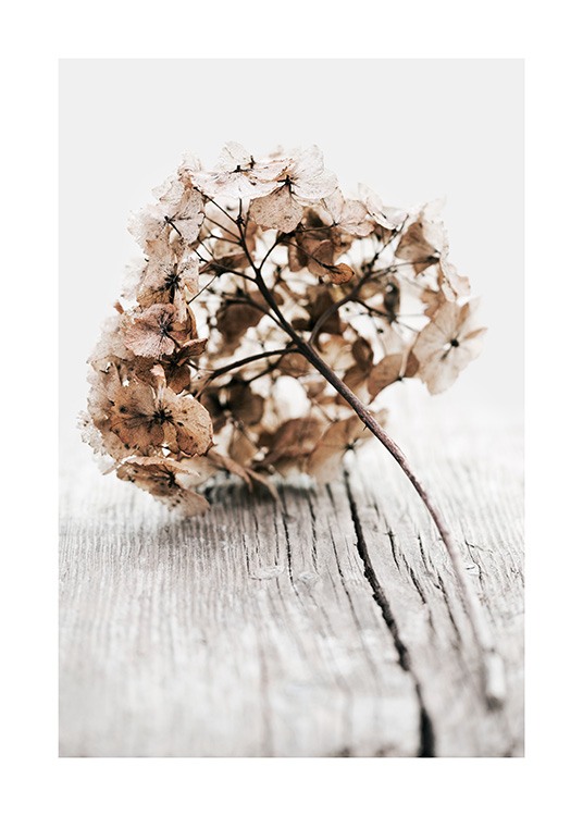  – Fotografia di un fiore di ortensia beige secco su un piano in legno