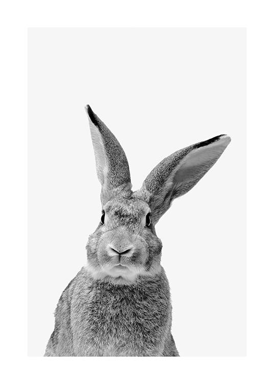 Black and White Rabbit Poster / Animali presso Desenio AB (13859)
