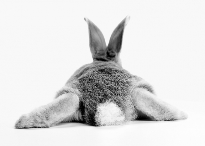Bunny Behind Poster / Animali presso Desenio AB (13860)