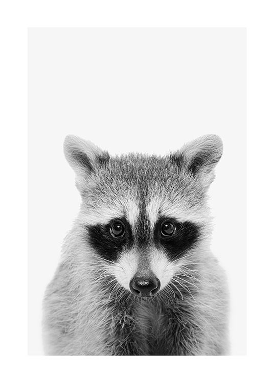 Baby Raccoon Poster / Animali presso Desenio AB (13863)