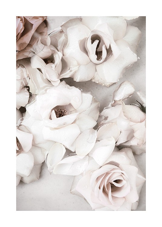 Close up White Roses Poster / Quadri floreali presso Desenio AB (13875)