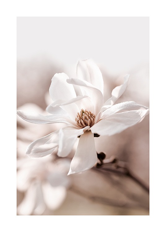  - Primo piano di un fiore di magnolia stellata bianco su sfondo beige