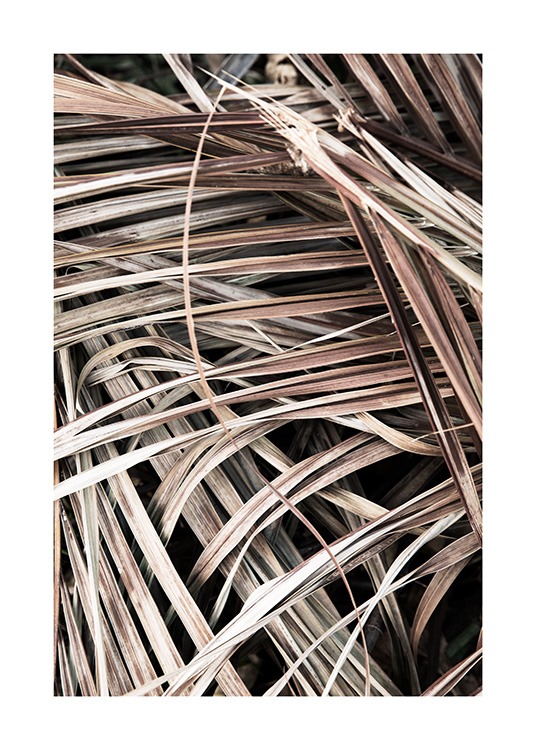  – Fotografia di foglie di palma beige secche