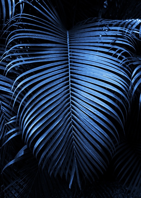  – Fotografia di una grande foglia di palma blu scuro