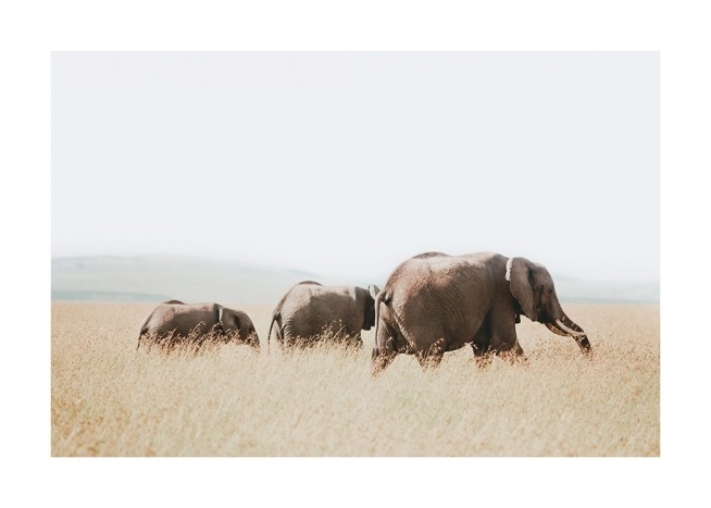  – Fotografia di elefanti che camminano nella savana