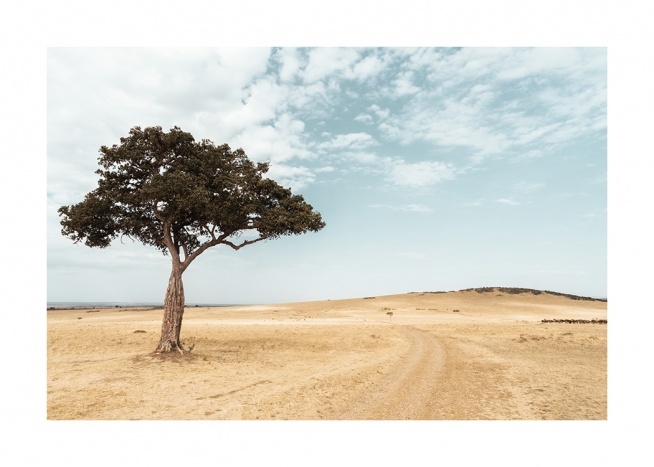 Lonely Acacia Tree Poster