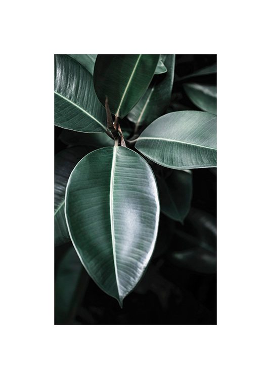  – Fotografia di un ficus con foglie verde scuro visto dall’alto