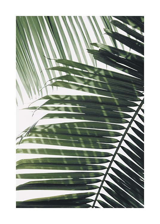  – Fotografia di una foglia di palma verde con un'altra foglia di palma sullo sfondo