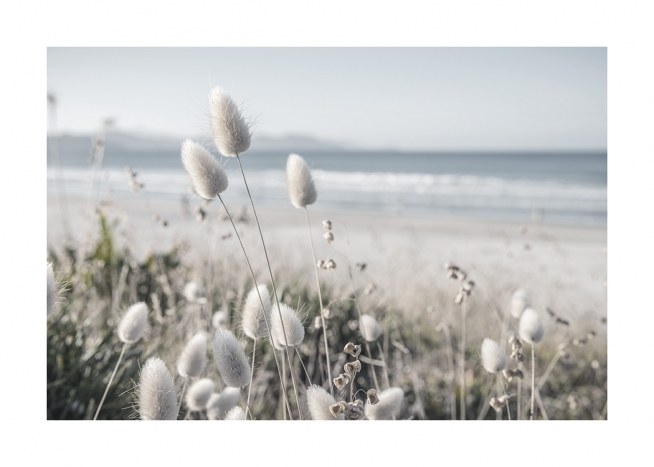 Beach Dune Grass Poster