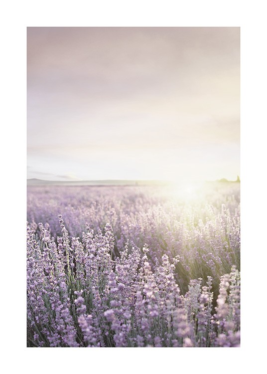 Lavender Field Poster