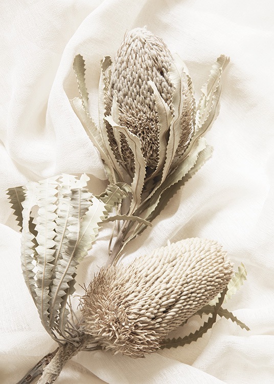  – Fotografia di due fiori secchi beige e un tessuto bianco come sfondo
