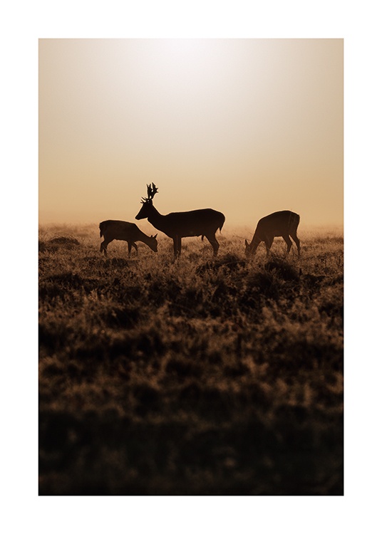  – Fotografia di cervi al tramonto in un prato con erba marrone