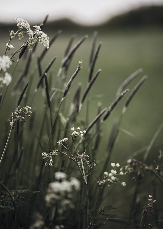  – Fotografia di piccoli fiori bianchi e steli d’erba verde su sfondo sfocato