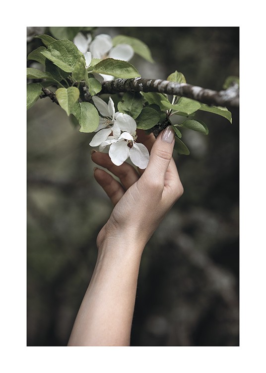  – Fotografia di un ramo con fiori bianchi e foglie verdi e una mano che lo sfiora