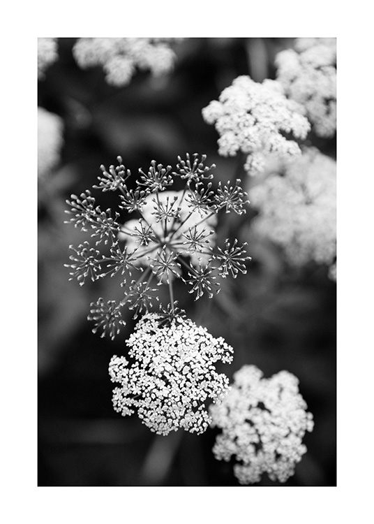  – Fotografia in bianco e nero di piccoli fiori bianchi su sfondo sfocato