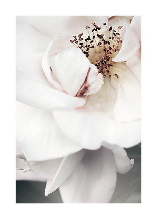  – Primo piano della corolla di una rosa bianca