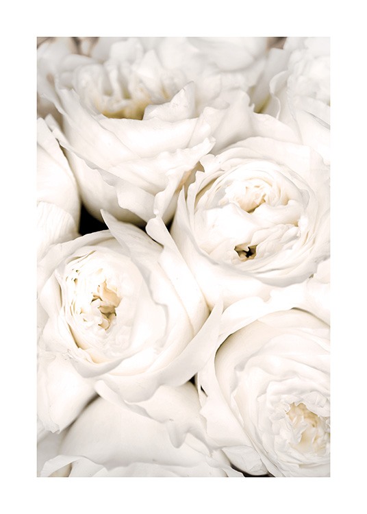  – Primo piano di rose bianche in un mazzo