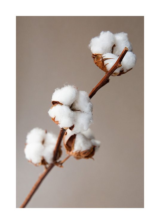 – Fotografia di fiori fatti con cotone bianco su un ramo, su sfondo beige