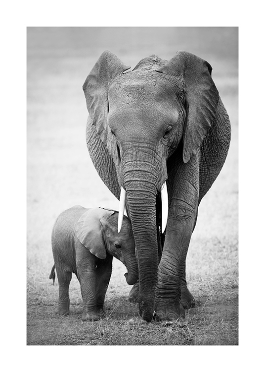  – Fotografia in bianco e nero di un cucciolo di elefante e la sua mamma che camminano nel deserto