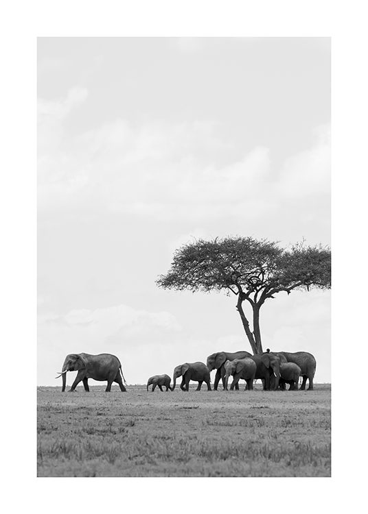  – Fotografia in bianco e nero di un branco di elefanti sotto un albero nel deserto