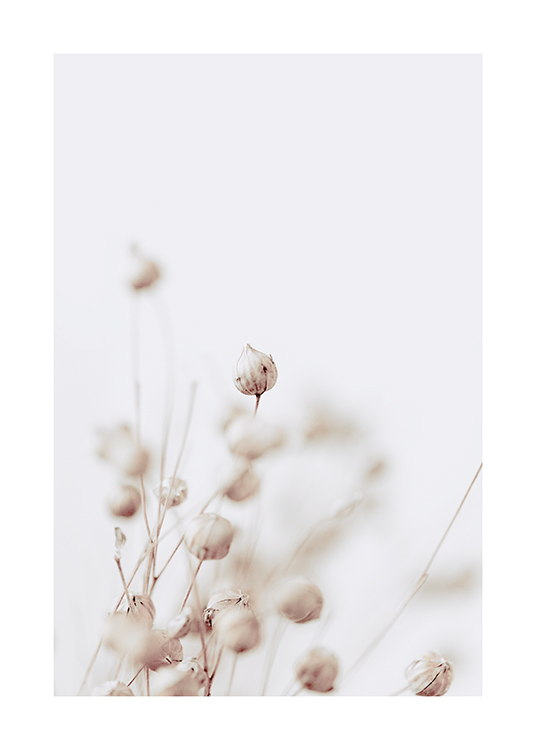  – Primo piano di boccioli di fiori secchi beige su sfondo grigio chiaro