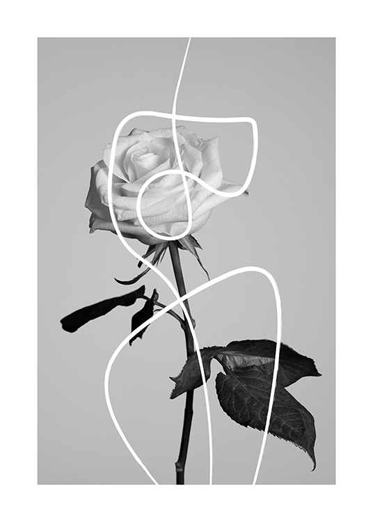  – Fotografia in bianco e nero di una rosa con una linea bianca astratta sovrapposta