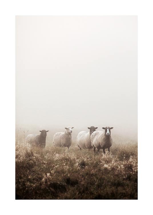  – Fotografia di pecore in un prato erboso avvolto nella nebbia
