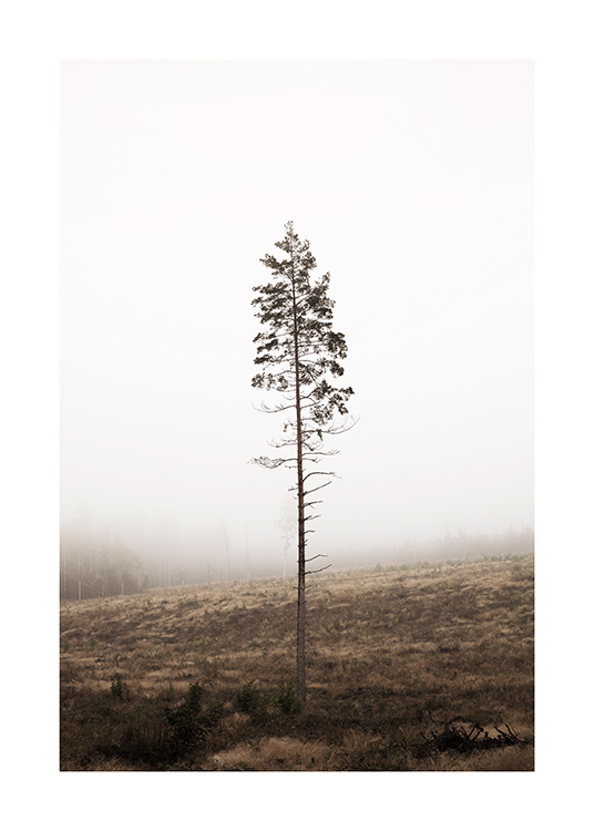  – Fotografia di un pino solitario con il tronco spoglio e una foresta avvolta nella nebbia sullo sfondo