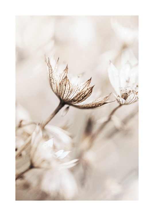  – Primo piano di fiori con petali striati