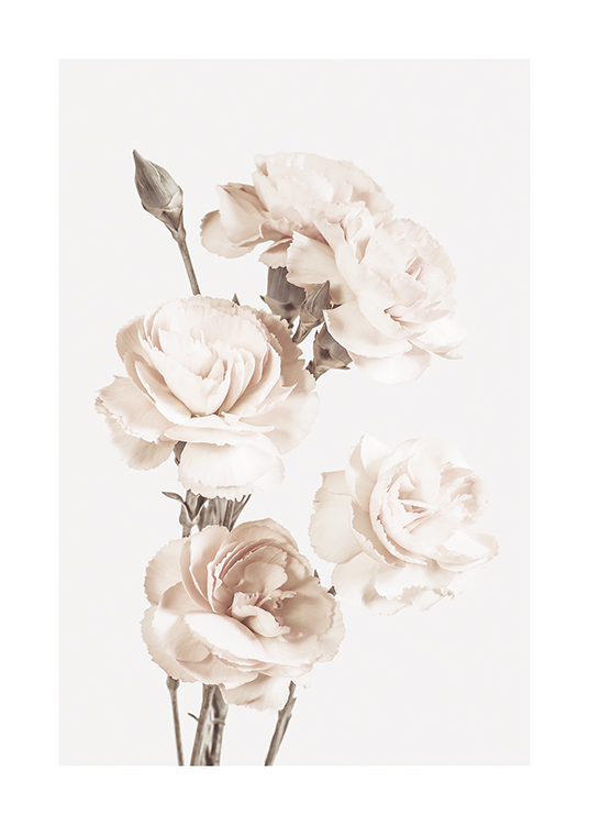  – Fotografia di grandi fiori beige chiaro su sfondo grigio chiaro
