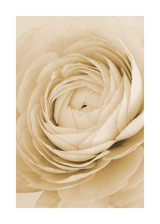  – Fotografia di una rosa gialla in primo piano