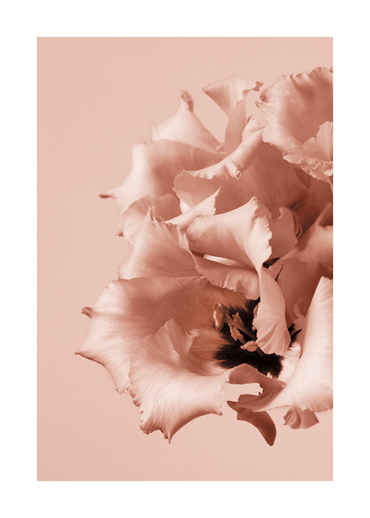  – Fotografia di fiori rosa con la parte centrale scura e petali arricciati su sfondo rosa
