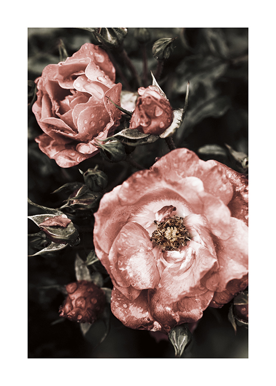  – Fotografia di grandi fiori rosa con dettagli bianchi e goccioline d'acqua su sfondo verde scuro