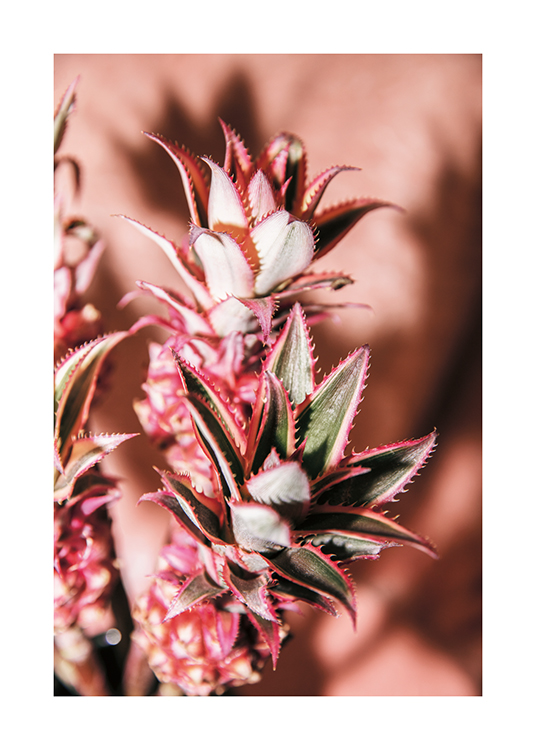  – Fotografia di fiori di ananas su sfondo rosa chiaro