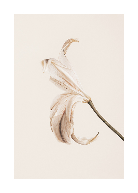  – Fotografia di un giglio con petali chiari su sfondo beige chiaro