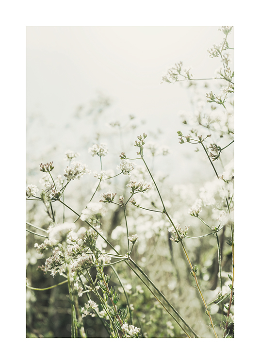  – Fotografia di fiori bianchi selvatici in un prato verde