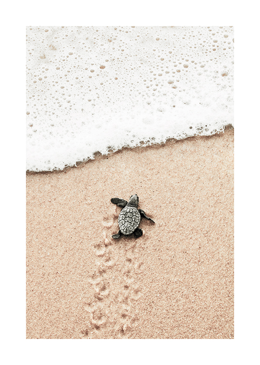  – Fotografia di un cucciolo tartaruga che dalla spiaggia si dirige verso l'oceano