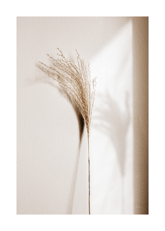  – Fotografia di una canna beige con la sua ombra accanto, appoggiata a una parete chiara