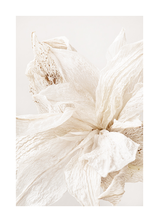  – Fotografia con primo piano di un fiore chiaro increspato con puntinature beige sui petali