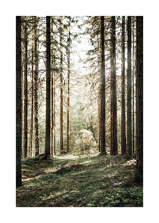  – Fotografia di una foresta di pini con raggi di sole che splendono sullo sfondo