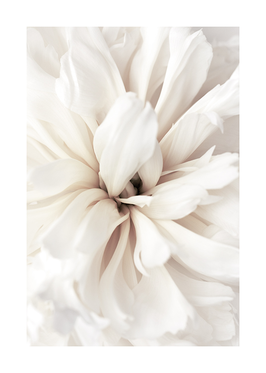  – Primo piano di un fiore con petali bianchi