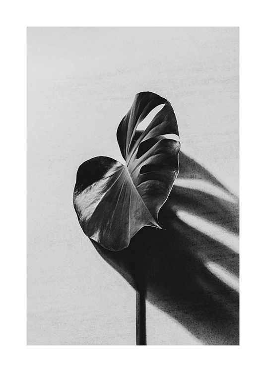  – Fotografia in bianco e nero di una foglia di monstera che proietta la sua ombra su uno sfondo effetto cemento